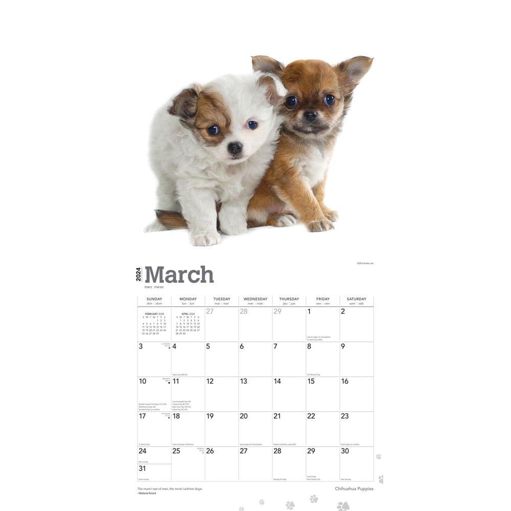 Chihuahua Puppies 2024 Wall Calendar Second Alternate Image width=&quot;1000&quot; height=&quot;1000&quot;