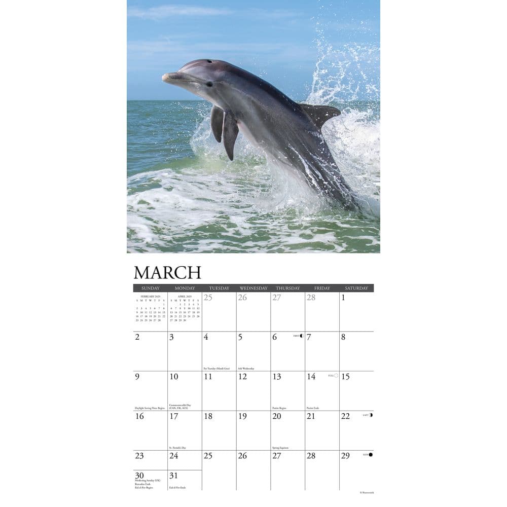 Dolphins 2025 Wall Calendar Second Alternate Image width=&quot;1000&quot; height=&quot;1000&quot;