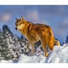 image Wolves WWF 2025 Wall Calendar Third Alternate Image width=&quot;1000&quot; height=&quot;1000&quot;