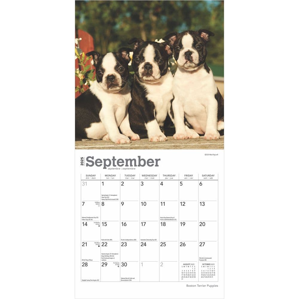 Boston Terrier Puppies 2025 Mini Wall Calendar Third Alternate Image width=&quot;1000&quot; height=&quot;1000&quot;