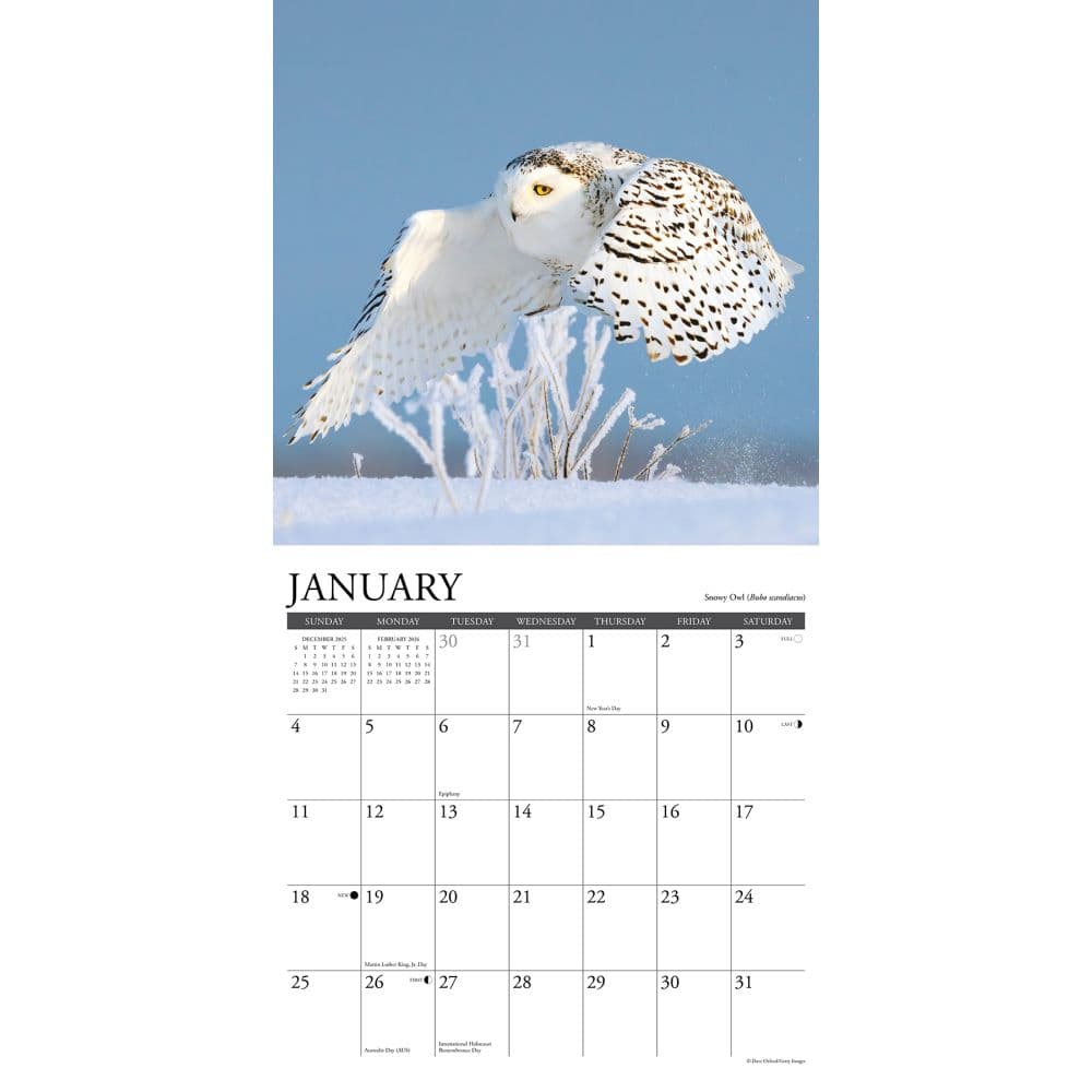 Owls 2026 Wall Calendar Second Alternate Image