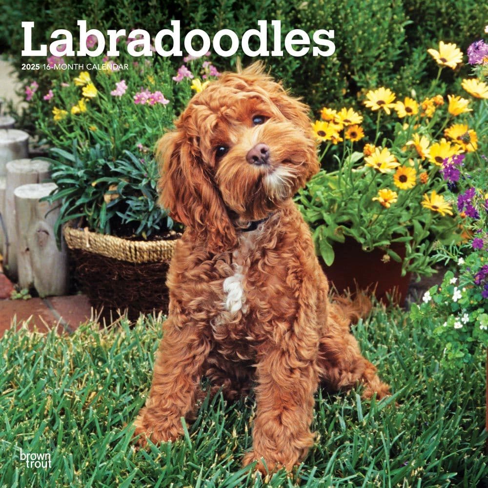 Labradoodles 2025 Wall Calendar Main Product Image width=&quot;1000&quot; height=&quot;1000&quot;