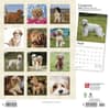 image Cavapoos 2024 Wall Calendar First Alternate Image width=&quot;1000&quot; height=&quot;1000&quot;