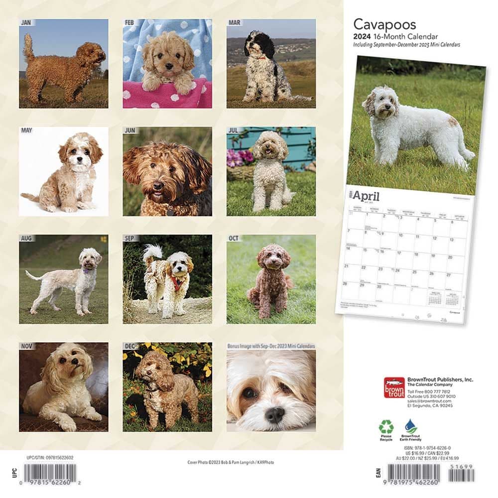 Cavapoos 2024 Wall Calendar First Alternate Image width=&quot;1000&quot; height=&quot;1000&quot;