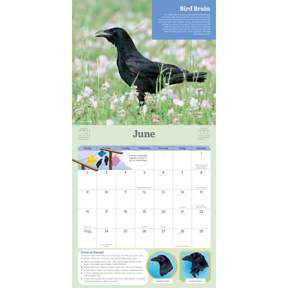 Audubon Kids Birding 2024 Wall Calendar