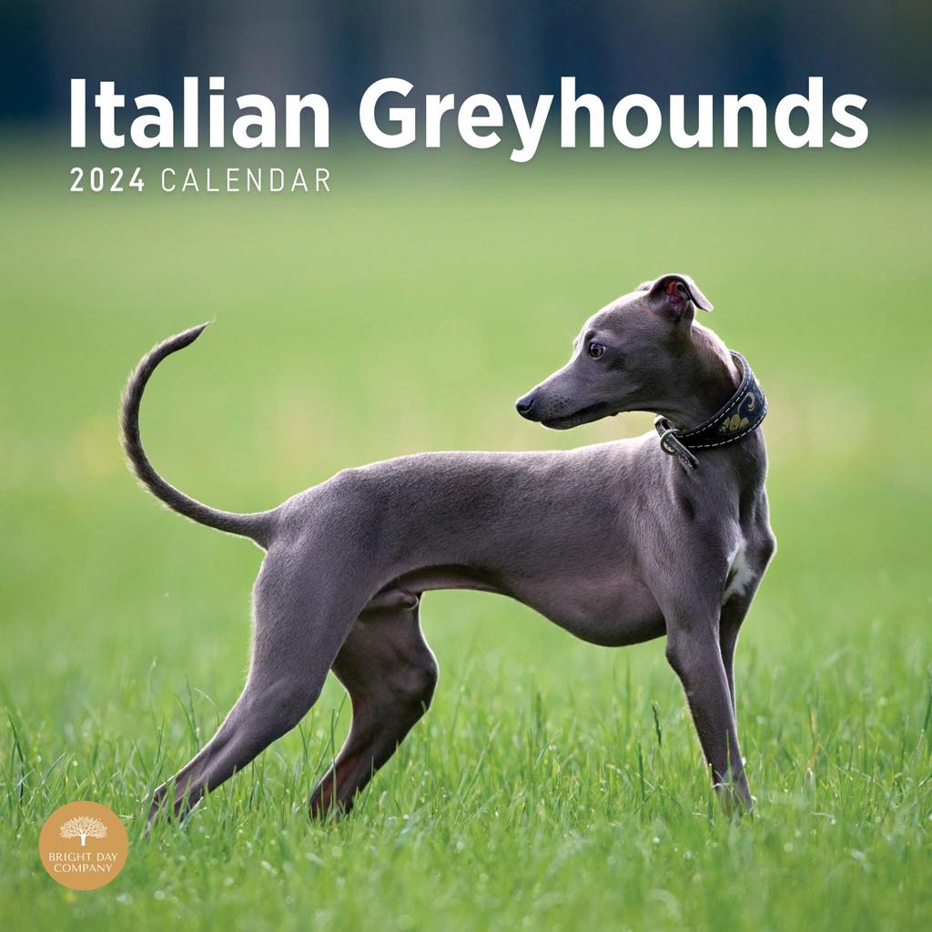Italian Greyhounds 2024 Wall Calendar
