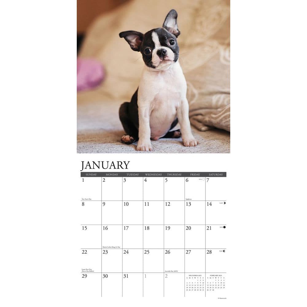 Boston Terrier Calendar 2023 Just Boston Terrier Puppies 2023 Wall Calendar - Calendars.com
