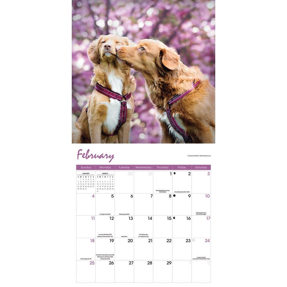 Nova Scotia Duck Tolling Retriever 2024 Wall Calendar