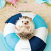 image Happiest Hedgehogs 2025 Wall Calendar