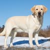 image Just Yellow Labs 2025 Wall Calendar Third Alternate Image width=&quot;1000&quot; height=&quot;1000&quot;