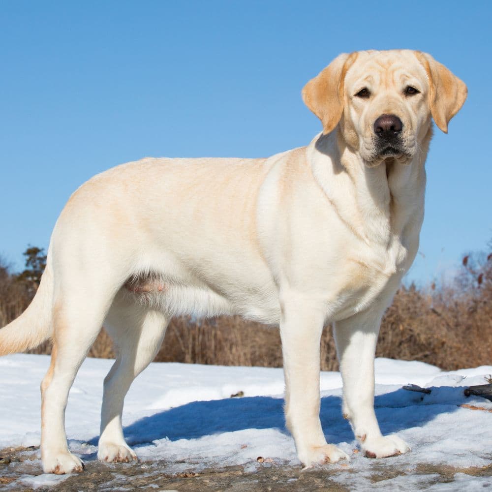 Just Yellow Labs 2025 Wall Calendar Third Alternate Image width=&quot;1000&quot; height=&quot;1000&quot;