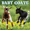 image Baby Goats 2025 Wall Calendar Main Image