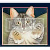 image American Cat 2024 Desktop Wallpaper