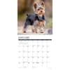 image Just Yorkies 2025 Wall Calendar