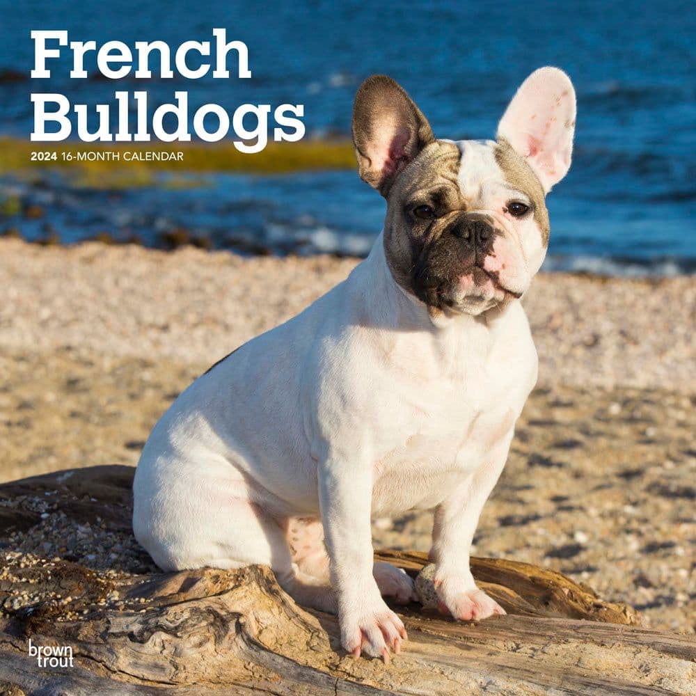 French Bulldogs 2024 Wall Calendar Main Product Image width=&quot;1000&quot; height=&quot;1000&quot;