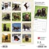 image Chocolate Lab Retriever 2024 Wall Calendar First Alternate Image width=&quot;1000&quot; height=&quot;1000&quot;