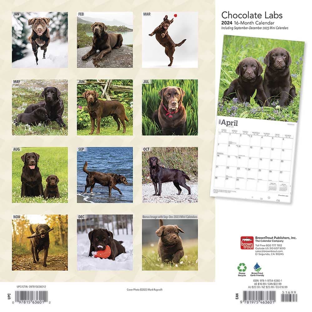 Chocolate Lab Retriever 2024 Wall Calendar First Alternate Image width=&quot;1000&quot; height=&quot;1000&quot;