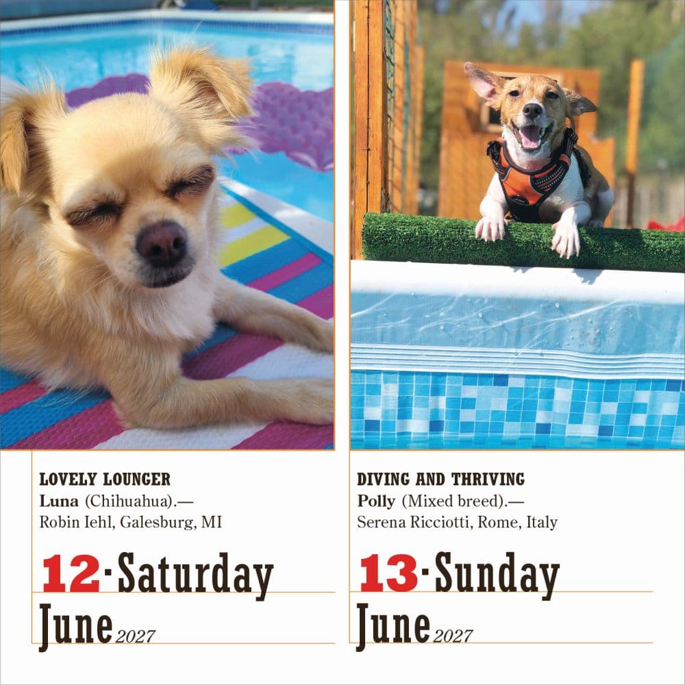 365 Dogs 2027 Page-A-Day Desk Calendar Third Alternate Image
