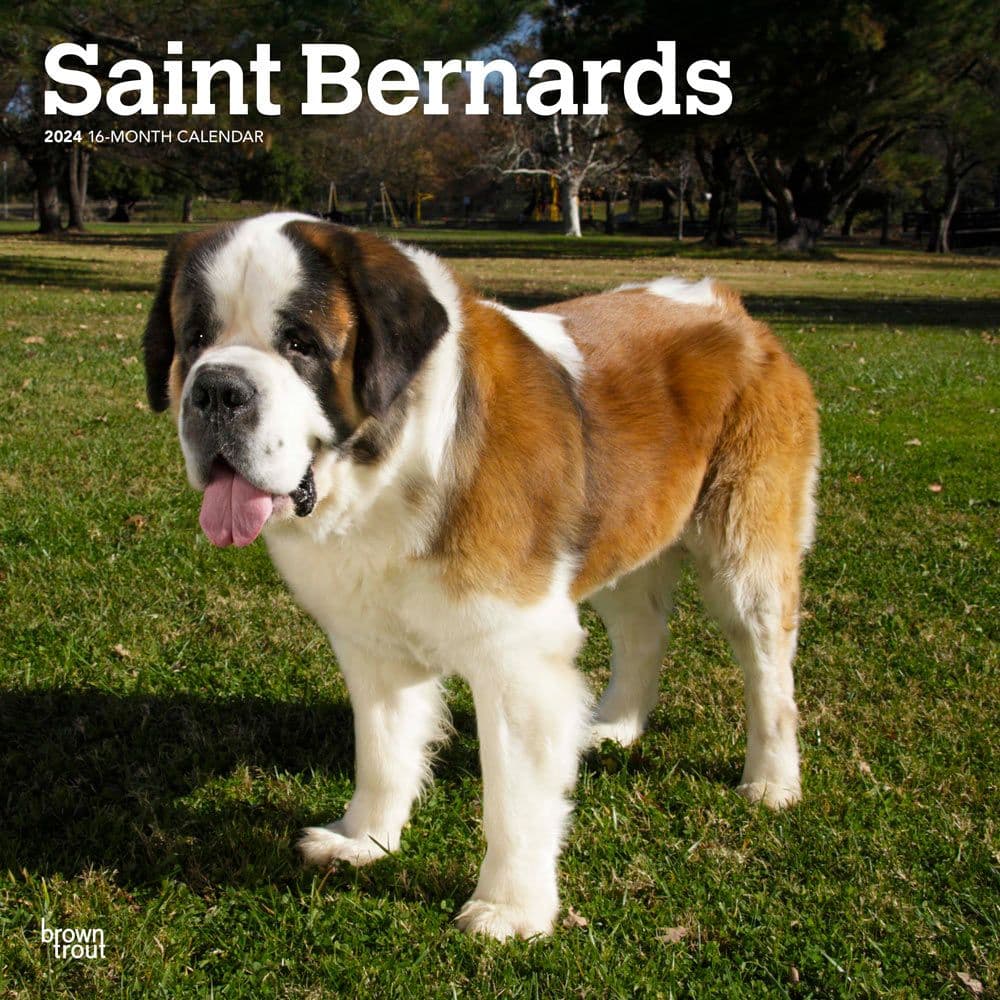 Saint Bernards 2024 Wall Calendar Calendars com