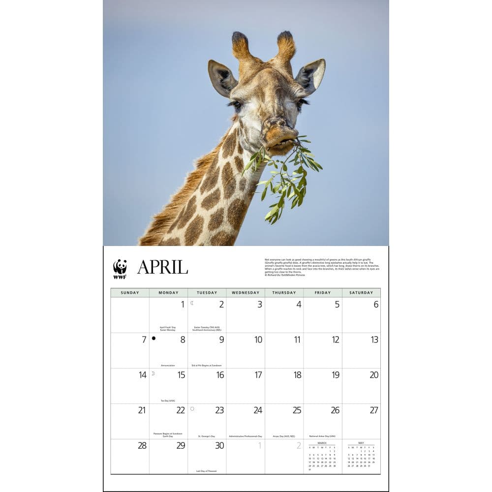 Giraffes WWF 2024 Wall Calendar