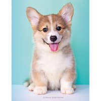 image Puppies 2026 Engagement Planner Main Image