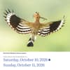 image Audubon Birds 2026 Desk Calendar