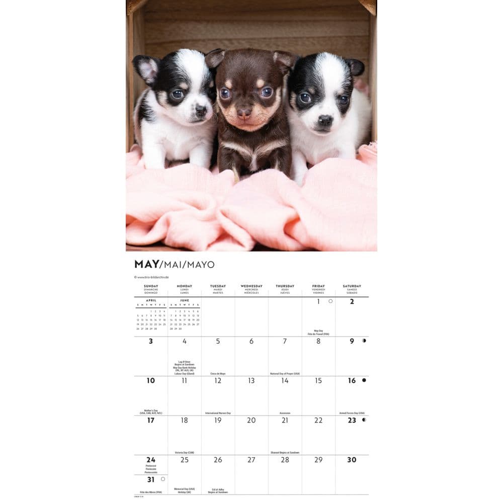 Chihuahua Puppies 2026 Mini Wall Calendar Second Alternate Image