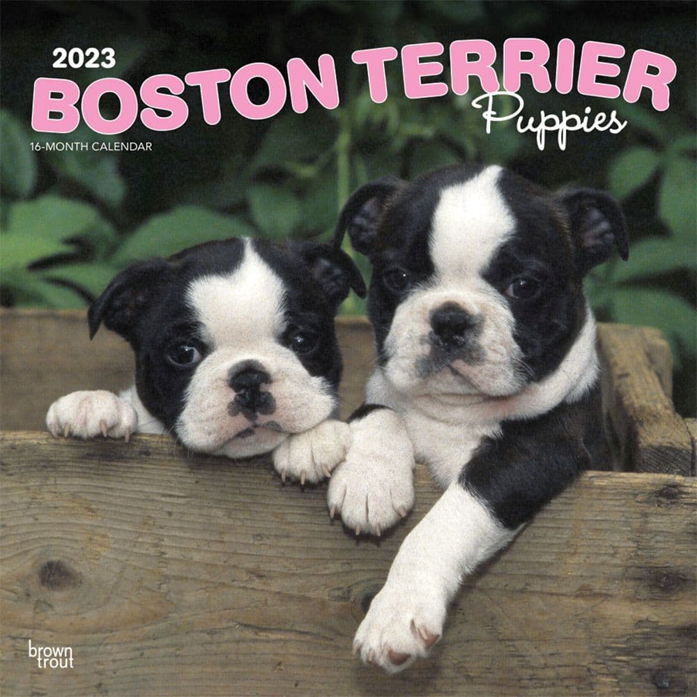Boston Terrier Calendar 2023 Boston Terrier Puppies 2023 Square Wall Calendar - Calendars.com