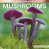 image Mushrooms 2024 Wall Calendar Main Image