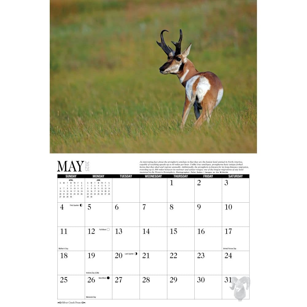 Trophy Antlers and Horns 2025 Wall Calendar Alt2