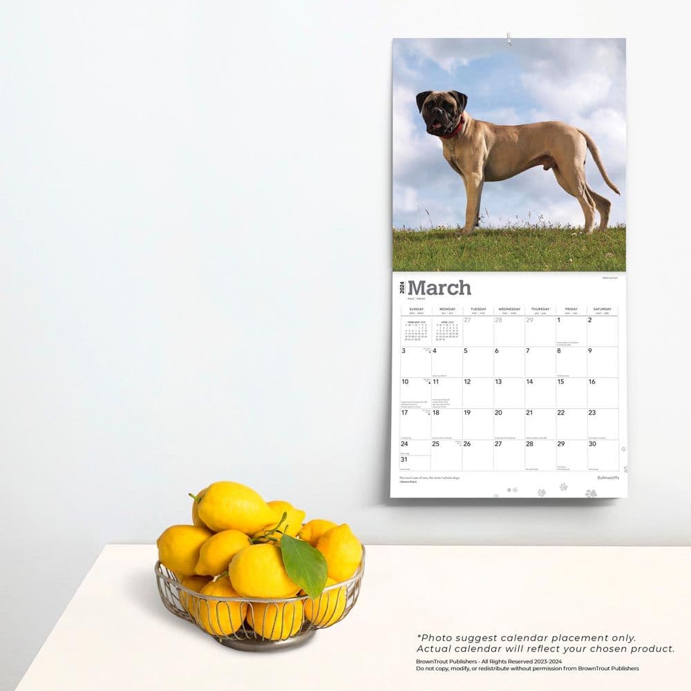 Bullmastiffs 2024 Wall Calendar