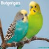 image Budgerigar 2027 Wall Calendar Main Product Image