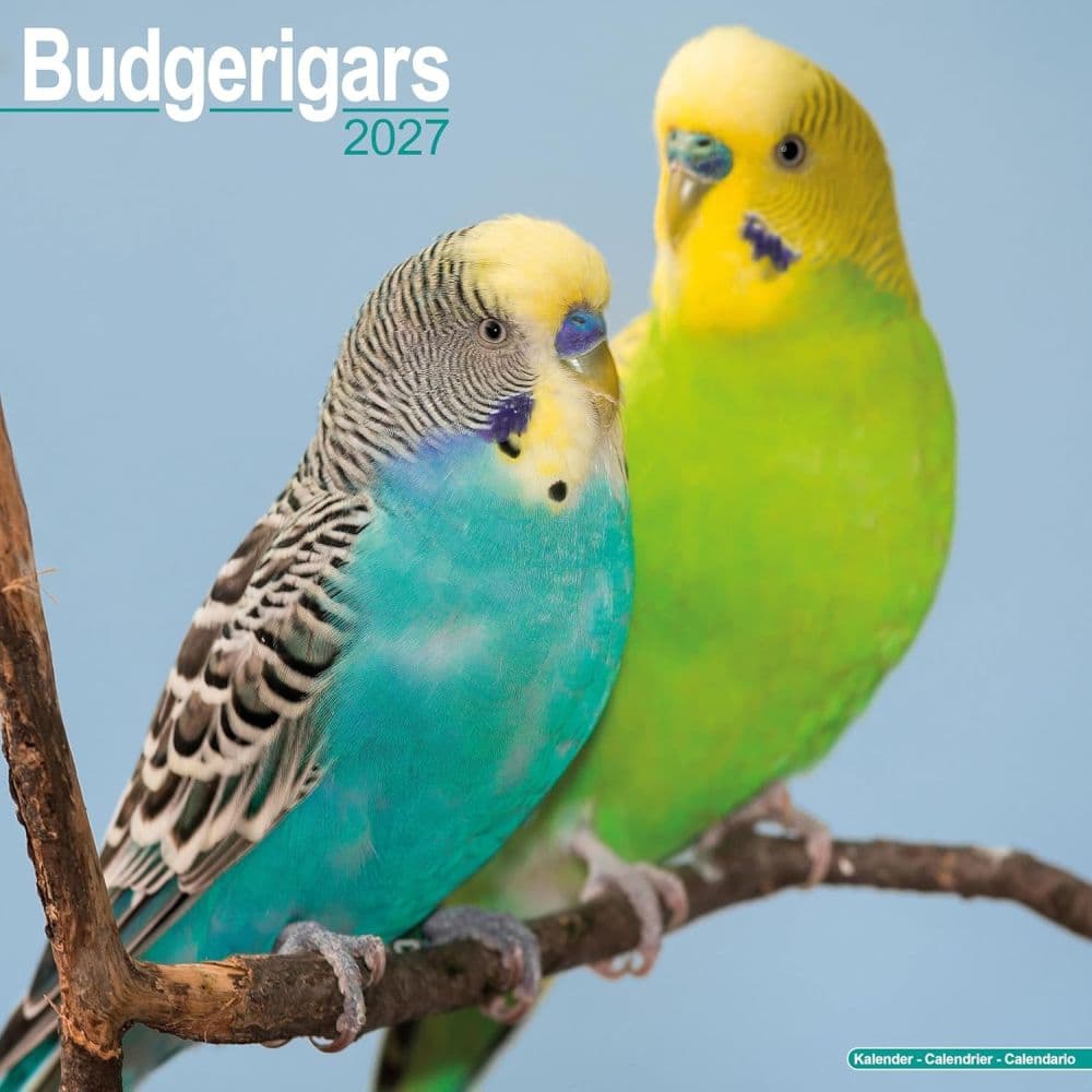 image Budgerigar 2027 Wall Calendar Main Product Image