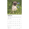 image Pugs 2025 Wall Calendar Second Alternate Image