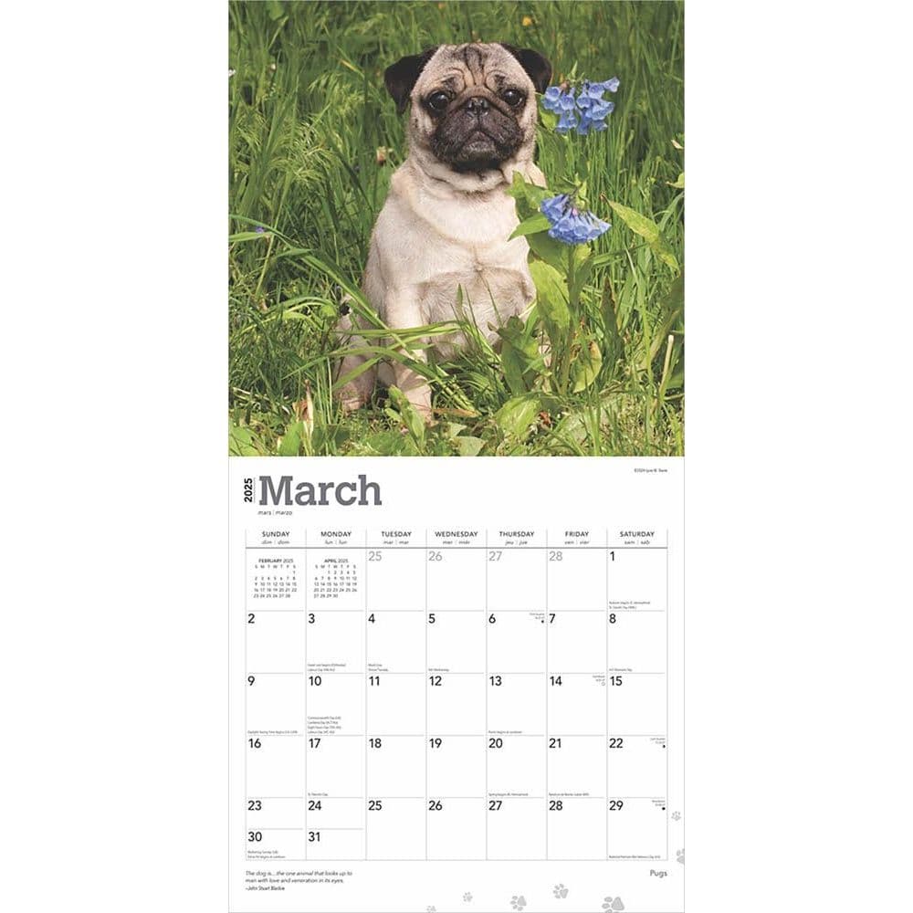 Pugs 2025 Wall Calendar Second Alternate Image