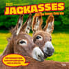 image Jackasses 2025 Wall Calendar Main Image