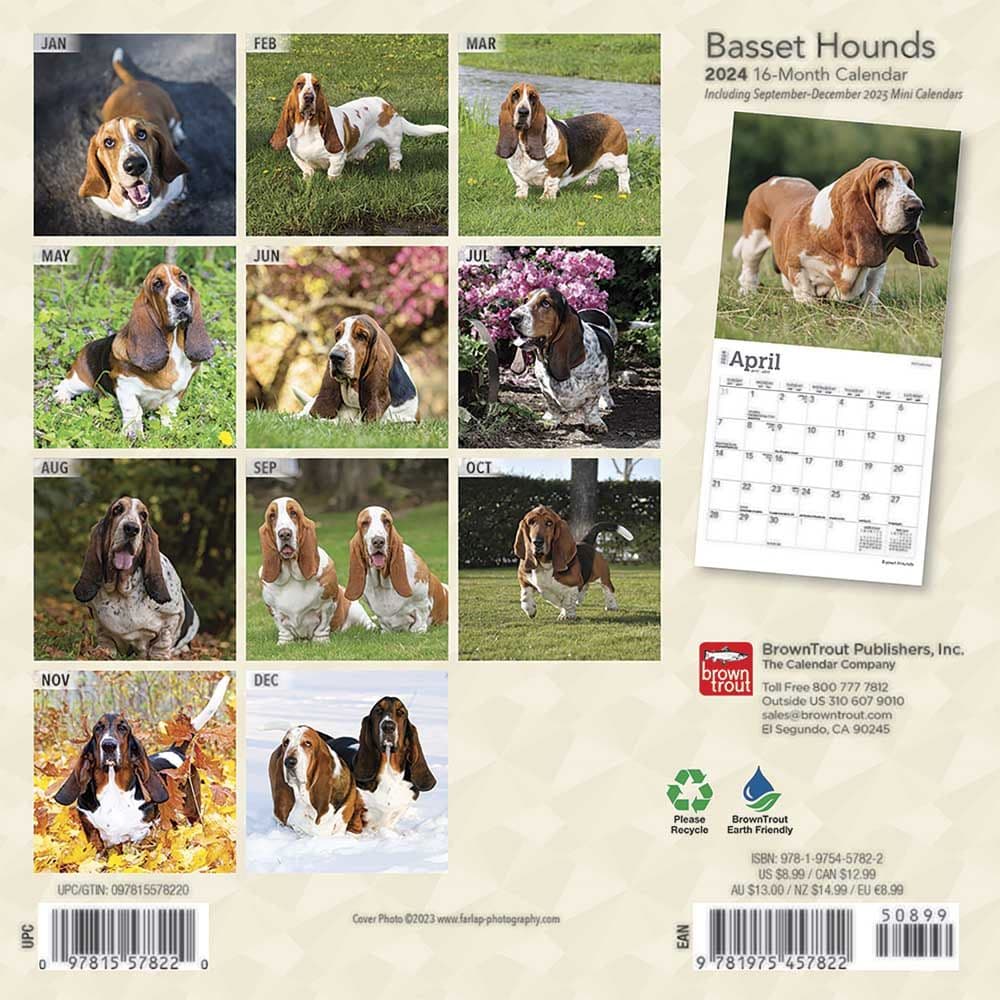 Basset Hound 2024 Mini Wall Calendar