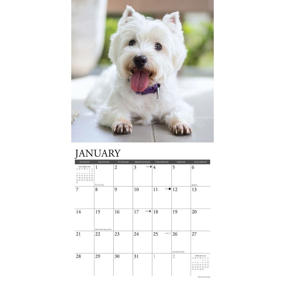 Westies Just 2024 Wall Calendar