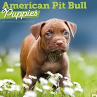 image Just Pit Bull Terrier Puppies 2026 Wall Calendar Main Product Image