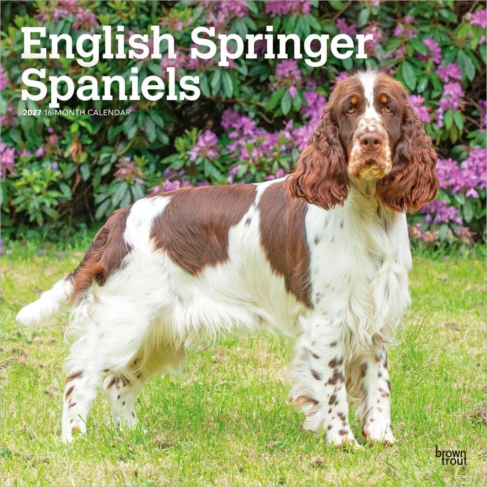 English Springer Spaniels 2027 Wall Calendar Main Product Image