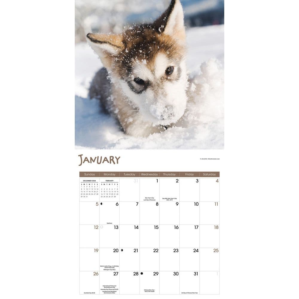 Playful Puppies 2025 Wall Calendar Second Alternate Image width="1000" height="1000"