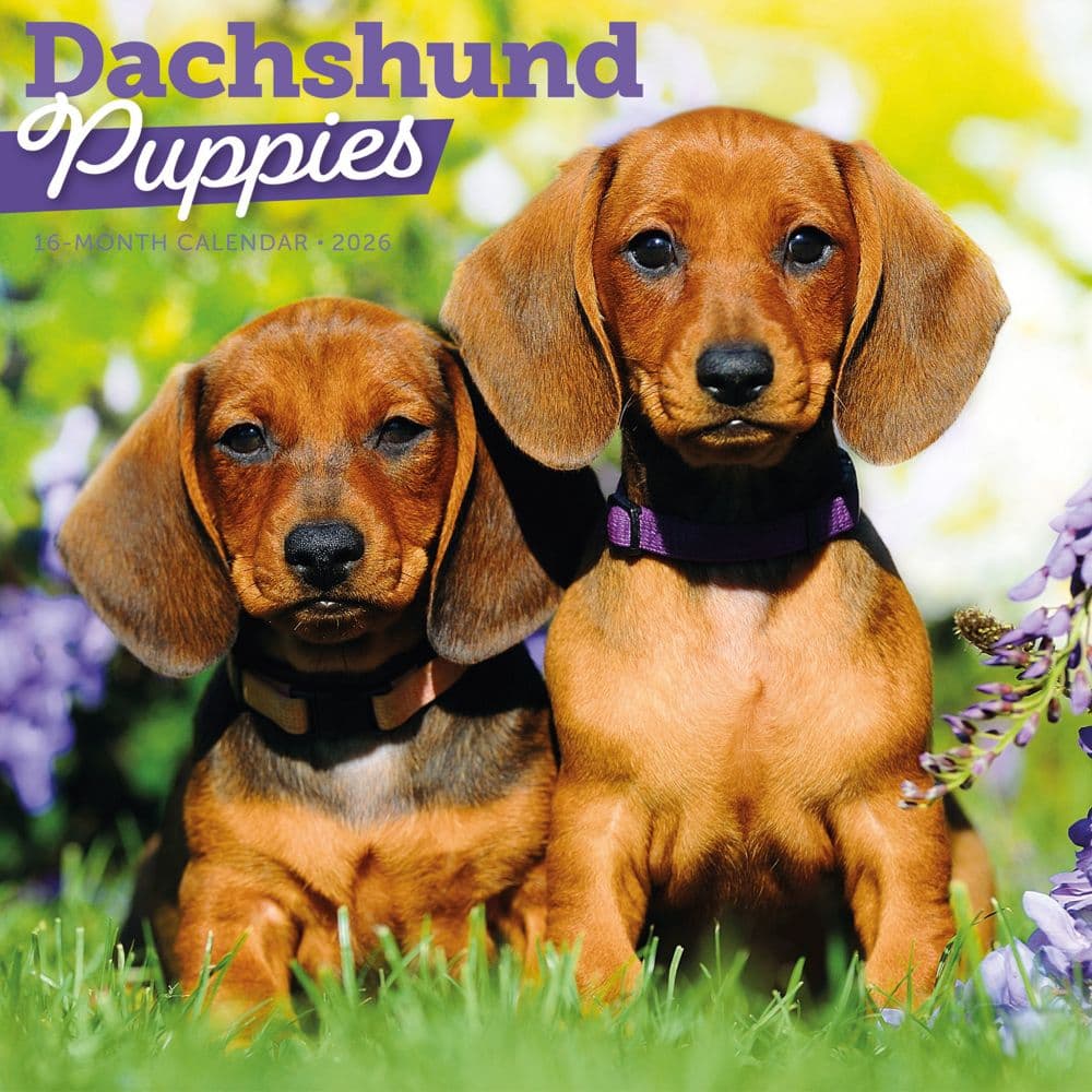 Dachshund Puppies 2026 Wall Calendar Main Product Image