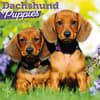 image Dachshund Puppies 2026 Wall Calendar Main Product Image