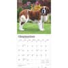 image Saint Bernards 2025 Wall Calendar