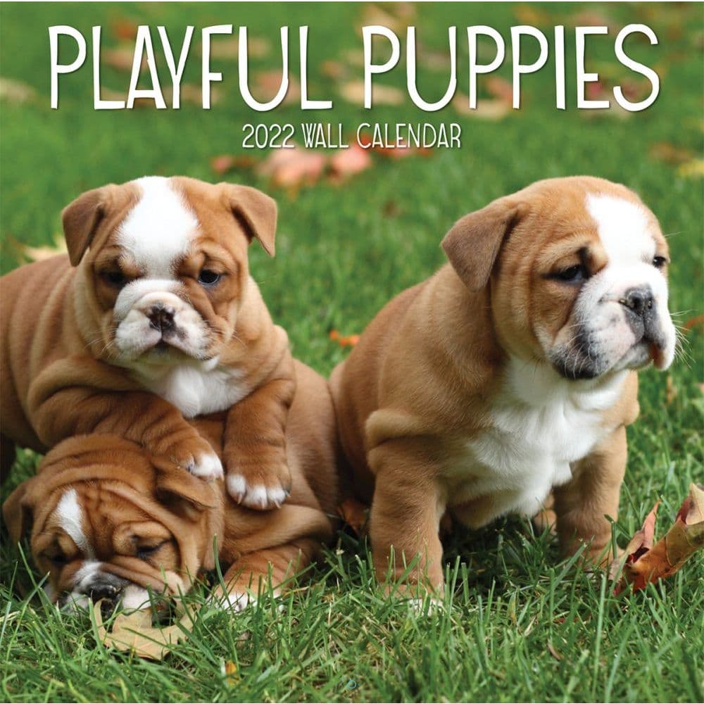 Playful Puppies 2022 Wall Calendar
