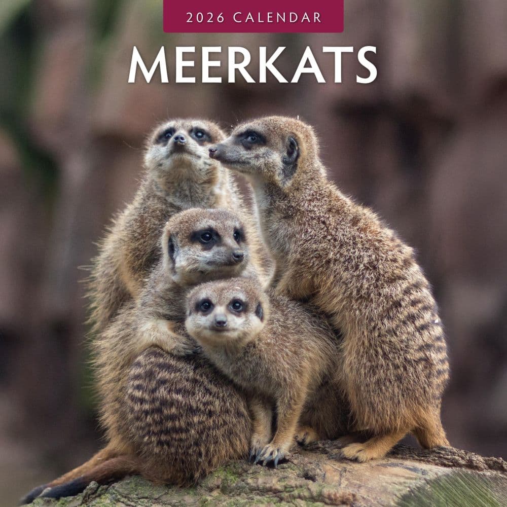 Meerkats 2026 Wall Calendar Main Product Image