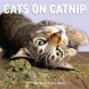 image Cats on Catnip 2025 Wall Calendar Main Image