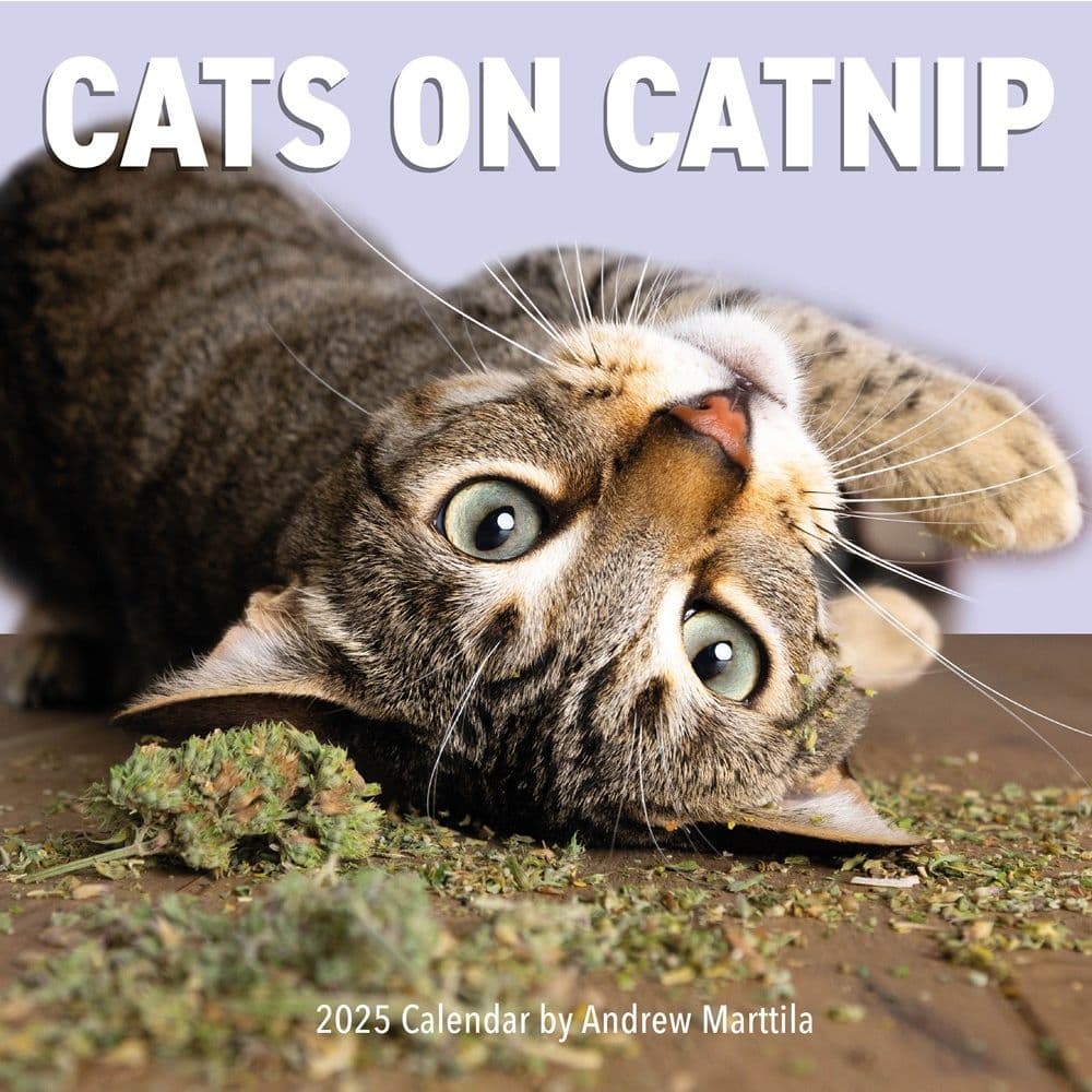 Cats on Catnip 2025 Wall Calendar Main Image