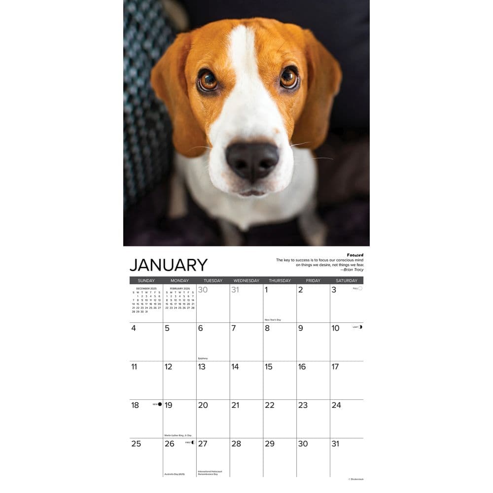 Beagle Rules 2026 Wall Calendar Second Alternate Image