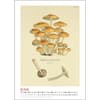 image Mushroom Poster 2024 Wall Calendar Fourth Alternate Image width=&quot;1000&quot; height=&quot;1000&quot;